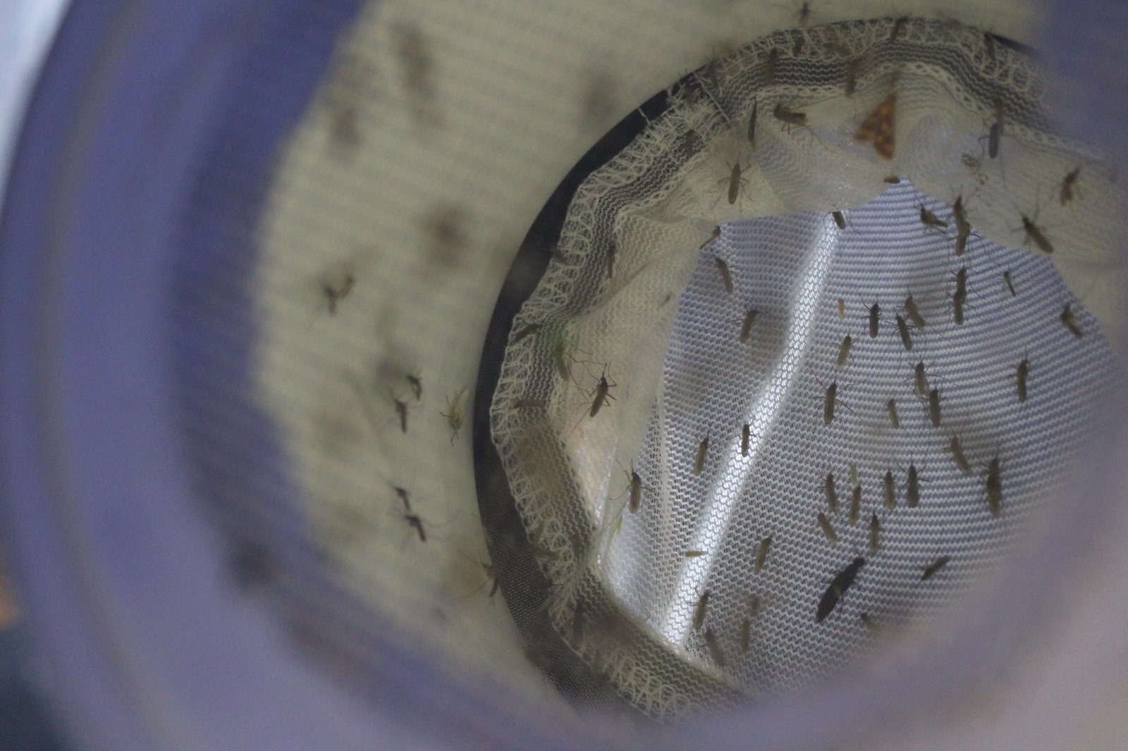 56_Mosquitos in trap