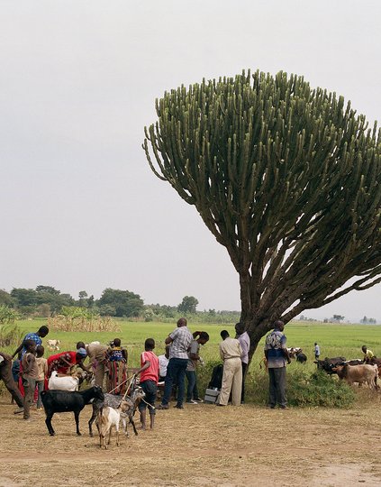 Dr. Laura Lydia Adong (khaki overalls), a veterinary officer in Uganda, vaccinates farm animals against anthrax. PATH helps governments apply a One Health approach to guard against climate-driven zoonotic disease outbreaks. Photo: PATH/BBC StoryWorks.