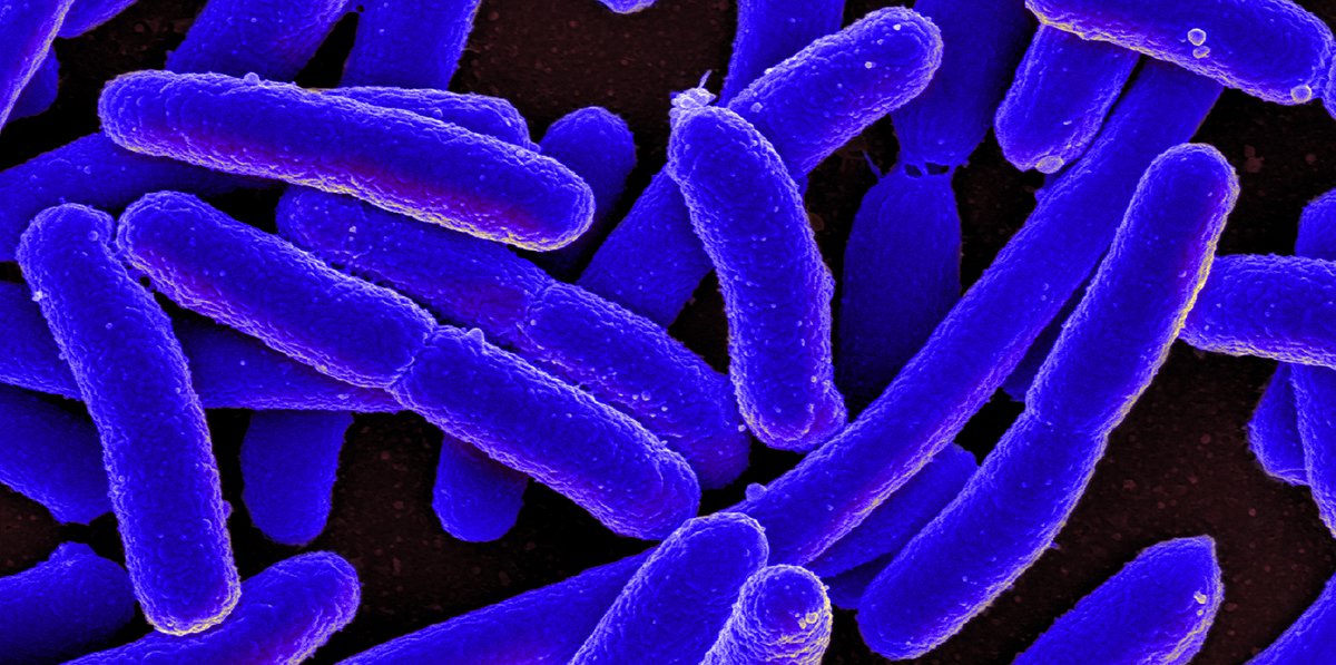 E-coli bacteria, photo by National Institute of Allergy and Infectious Disease.